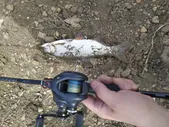   Shimano 20 Zodias 168LBF