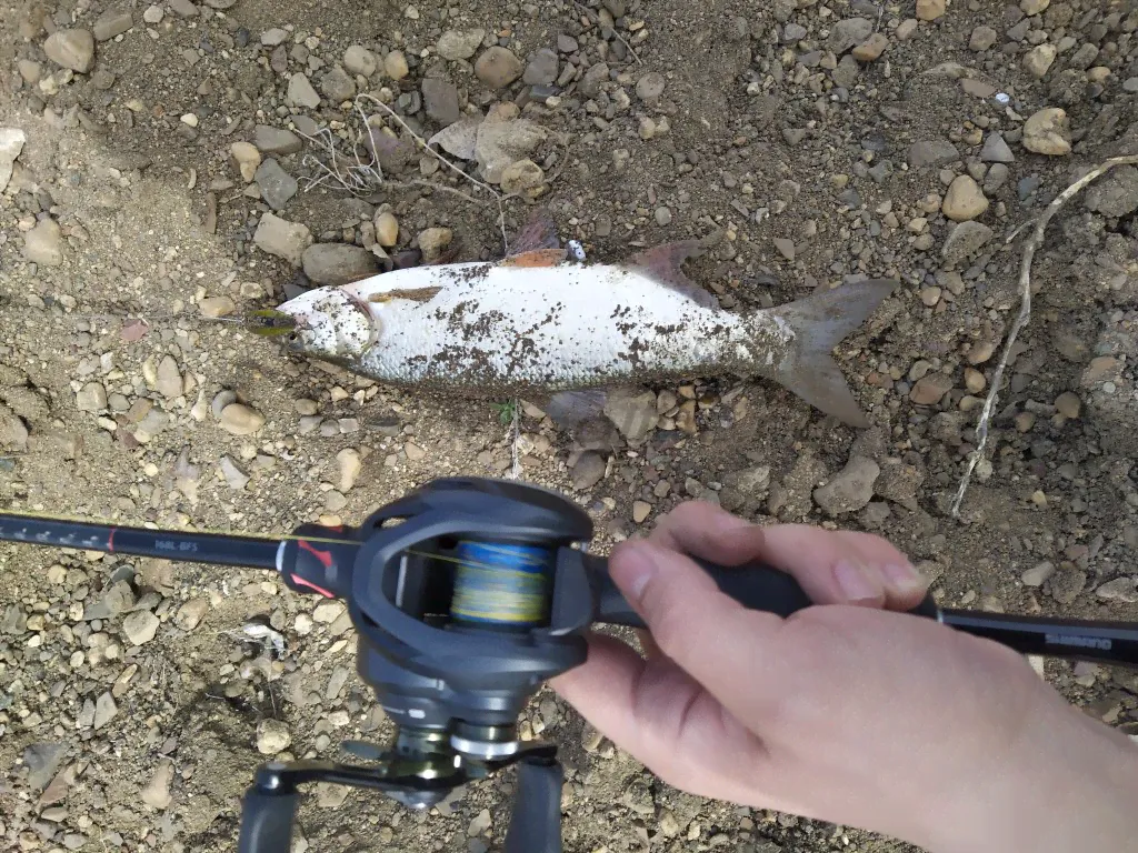   Shimano 20 Zodias 168LBF-1